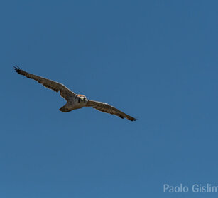 Falco lanario (Falco biarmicus), Lanner Falcon Sanetti plateau