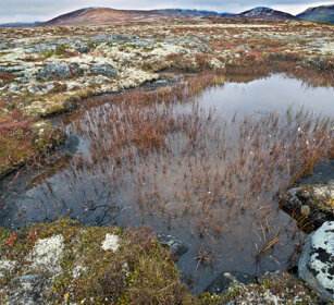 paesaggio, landscape parco nazionale di Dovrefjell, Dovrefjell NP