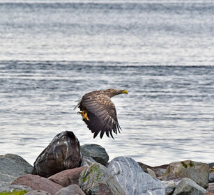 Aquila di mare, White-tailed Eagle Norvegia, Norway, Varanger