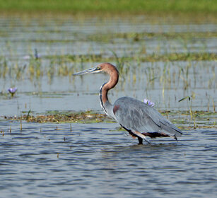 Airone golia (Ardea goliath), Goliath Heron lago Tana, lake Tana
