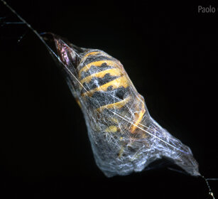 Vespa prigioniera, shut up Wasp Frossasco (To), Piemonte