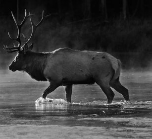 Cervo canadese, Wapiti, Yellowstone
