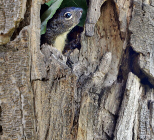 Scoiattolo del Gambia (Heliosciurus gambianus) Gambian Sun Squirrel, lago Awasa, lake Awasa