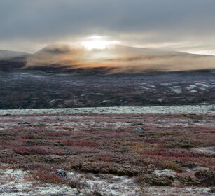 tundra parco nazionale di Dovrefjell, Dovrefjell NP