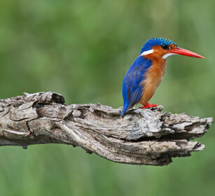 Martin pescatore malachite Uganda