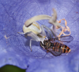 Ragno-granchio (Misumena vatia) con preda Crab-spider with its prey, Bardonecchia (To)