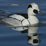 Pesciaiola (Mergus albellus), Smew