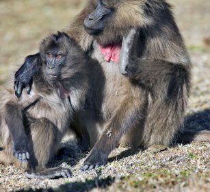 Gelada, Gelada Baboons Simien mountains