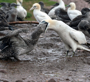 Gannets: feeding time Bonaventura island, Gaspesie NP