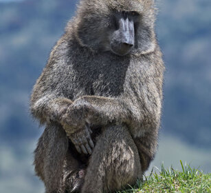Babbuino anubino (Papio anubis), Olive Baboon Bale mountains