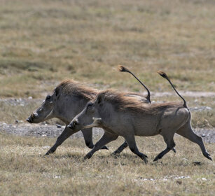 Facoceri africani (Phacochoerus africanus) Warthog parco nazionale del Serengeti, Serengeti NP