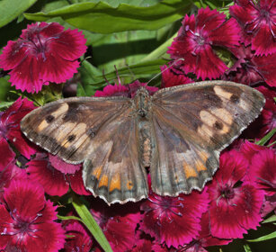 Hipparchia semele, Grayling