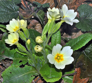 Primule (Primula vulgaris), Primroses