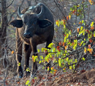 Bufalo africano (Syncerus caffer) African Buffalo, Kruger NP