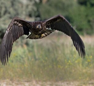 Aquila di mare (Haliaeetus albicilla) White-tailed Eagle juv. Aquila di mare (Haliaeetus albicilla) White-tailed Eagle juv.