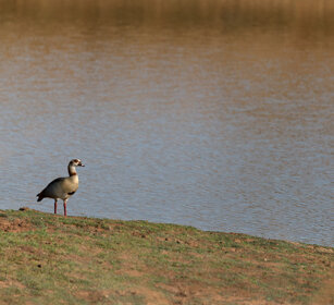 Oca egiziana (Alopochen aegyptiacus) Egyptian Goose, Kruger NP