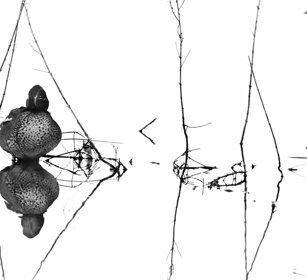 Alzavola, Teal Racconigi (Cn)