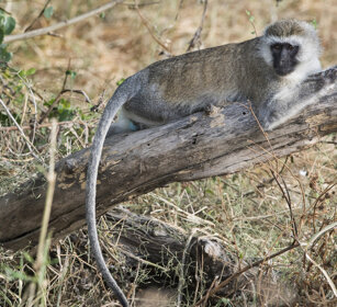 Cercopiteco verde (Chlorocebus pygerythrus) Vervet Monkey, Serengeti NP