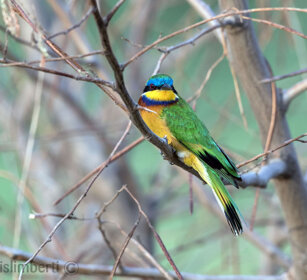 Gruccione minore (Merops lafresnayii) Bue-breasted Bee-eater, lago Zway, lake Zway