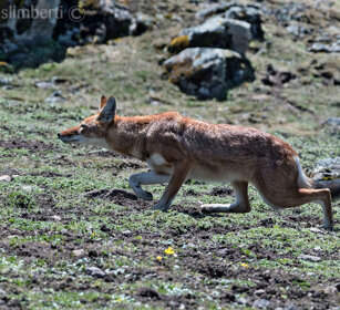 Lupo del Simien (Canis simiensis), Simien Wolf Sanetti plateau