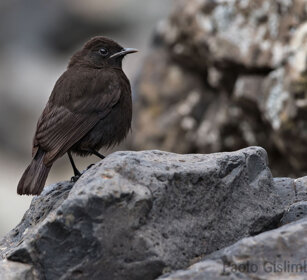 Myrmecocichla melaena, Ruppell's Black Chat Debre Libanos