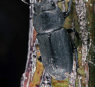 Cervo volante f., female Stag Beetle Frossasco (To), Piemonte