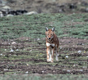 Lupo del Simien (Canis simiensis), Simien Wolf Sanetti plateau