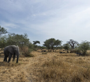 animali ambientati, animals in the environment parco nazionale del Tarangire, Tarangire NP