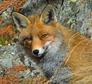 Volpe comune, Red Fox PN del Gran Paradiso, Gran Paradiso NP