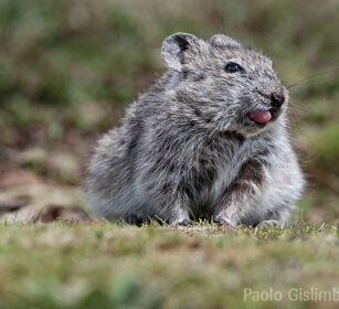 Arvicola dei prati (Arvicanthis blicki) Blicks Grass-rat, Sanetti plateau
