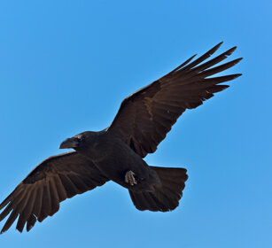 Corvo imperiale (Corvus corax tingitanus), Raven Fuerteventura, parque Rural
