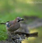 Ghiandaia (Garrulus glandarius), Jay Castelletto Merli (Al)