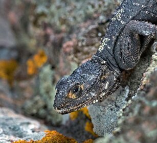 Stellione (Stellagama stellio) Laudakia stellio