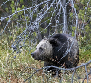 Grizzly PN di Yellowstone, Yellowstone NP