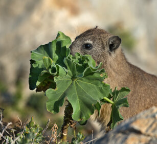 Procavia (Procavia capensis), Rock Hyrax Hermanus