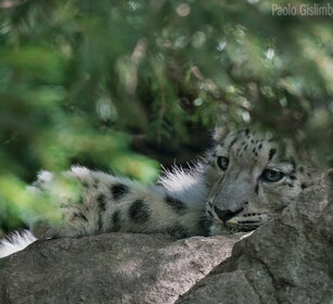 Leopardo delle nevi, Snow Leopard giovane, juvenile