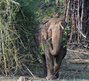 Elefante asiatico (Elephas maximus) Asian Elephant Nagarhole NP, Karnataka