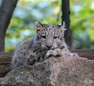 Leopardo delle nevi, Snow Leopard giovane, juvenile