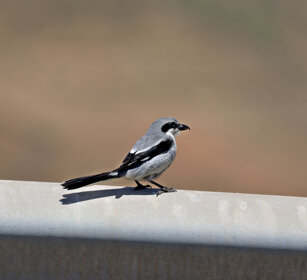Averla meridionale (Lanius meridionalis koenigi) Southern Grey Shrike, Fuerteventura