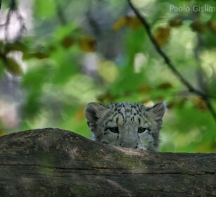 Leopardo delle nevi, Snow Leopard giovane, juvenile