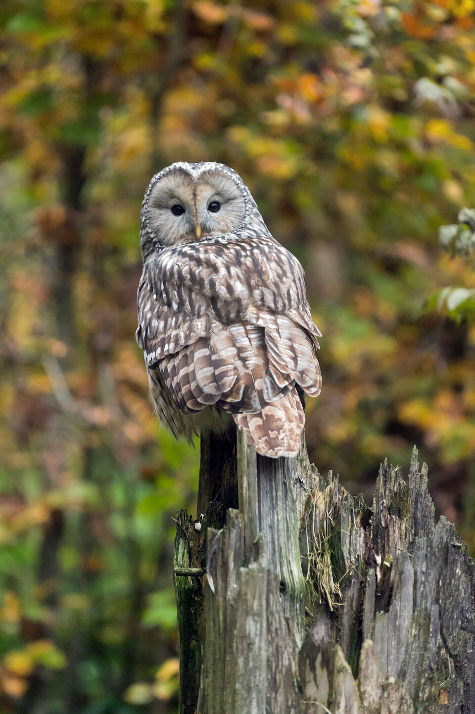 fd65aad6-f30a-4976-9d3b-7d227e022889