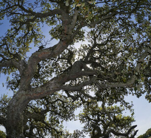 Sughere (Quercus suber), Cork Oaks Sardegna, Sardinia