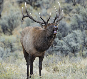 maschio di Cervo canadese, male Wapiti PN di Yellowstone, Yellowstone NP