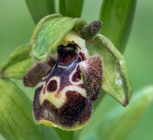 Ofride fior di Bombo (Ophrys umbilicata) Carmel bee orchid