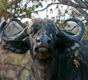 Bufalo africano (Syncerus caffer) African Buffalo, Kruger NP