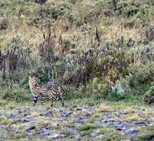 Serval (Felis serval) montagne Bale, Bale mountains