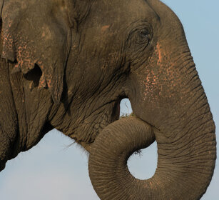 Elefante asiatico (Elephas maximus) Asian Elephant Nagarhole NP, Karnataka