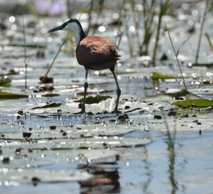 Jacana africana (Actophilornis africanus) African Jacana, lago Tana, lake Tana