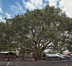 sicomoro, sycamore, Debre Libanos