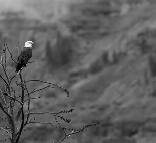 Aquila testabianca, Bald Eagle. Yellowstone